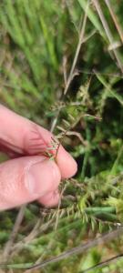 <i>Vicia cracca</i>
