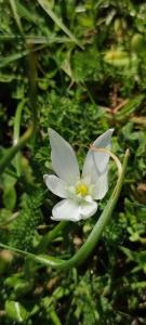 <i>Ornithogalum divergens</i>