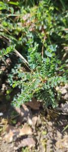 <i>Poterium sanguisorba</i>