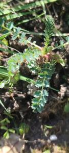 <i>Poterium sanguisorba</i>