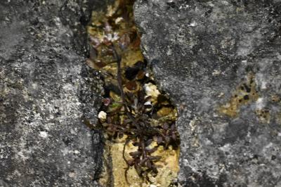 <i>Hornungia petraea</i>