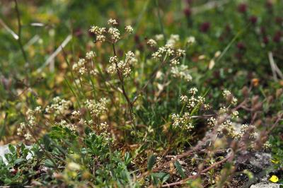 <i>Trinia glauca</i>
