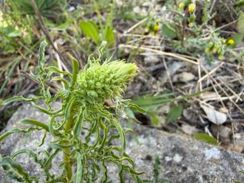 <i>Reseda lutea</i>