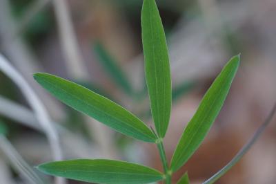 <i>Lathyrus linifolius</i>