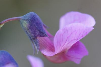 <i>Lathyrus linifolius</i>