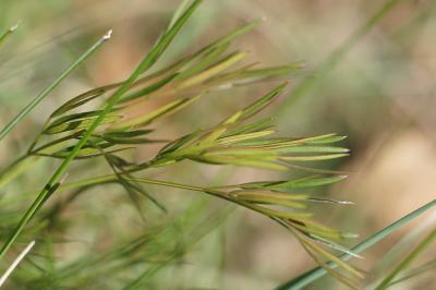 <i>Peucedanum gallicum</i>