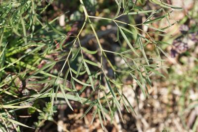 <i>Peucedanum gallicum</i>