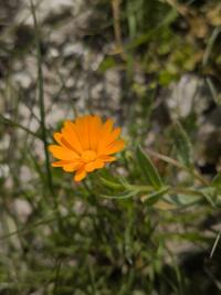 <i>Calendula arvensis</i>