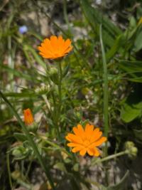 <i>Calendula arvensis</i>