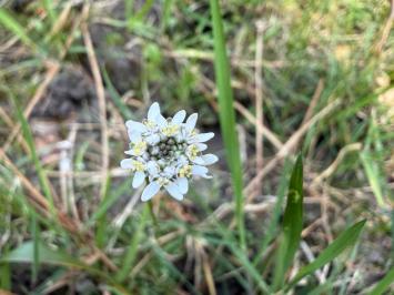 <i>Teesdalia nudicaulis</i>