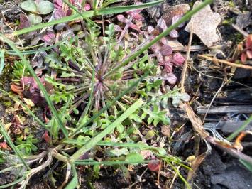 <i>Teesdalia nudicaulis</i>
