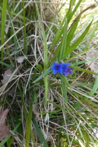 <i>Aegonychon purpurocaeruleum</i>
