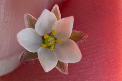 <i>Spergula arvensis</i>