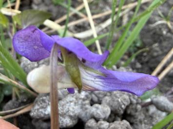 <i>Viola riviniana</i>