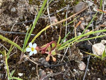 <i>Saxifraga tridactylites</i>
