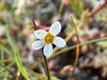 <i>Saxifraga tridactylites</i>