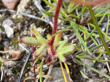 <i>Saxifraga tridactylites</i>