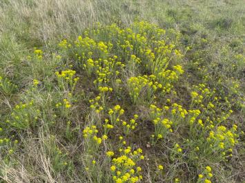 <i>Euphorbia cyparissias</i>