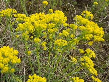 <i>Euphorbia cyparissias</i>