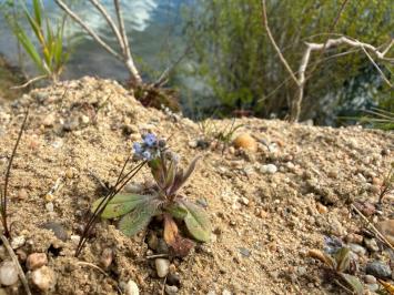 <i>Myosotis ramosissima</i>