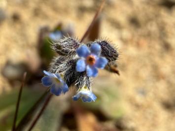 <i>Myosotis ramosissima</i>