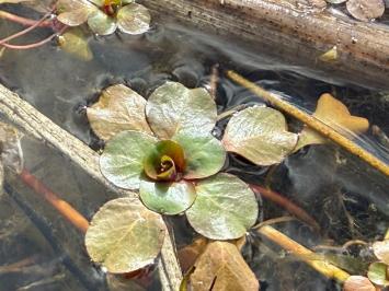 <i>Ludwigia</i>
