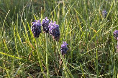 <i>Muscari neglectum</i>
