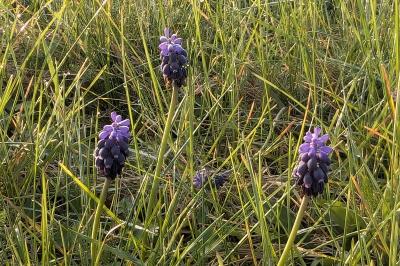 <i>Muscari neglectum</i>