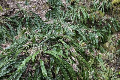 <i>Asplenium scolopendrium</i>
