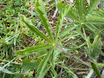 <i>Potentilla recta</i>