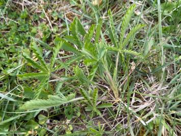 <i>Potentilla recta</i>
