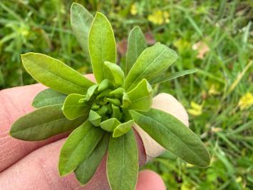 <i>Euphorbia esula</i>