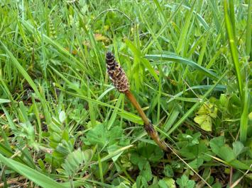 <i>Equisetum arvense</i>