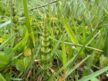 <i>Equisetum arvense</i>