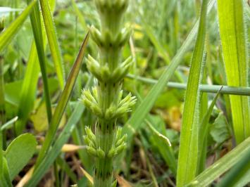 <i>Equisetum arvense</i>