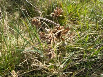 <i>Cyperus eragrostis</i>