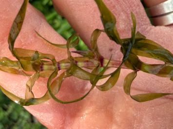 <i>Elodea nuttallii</i>