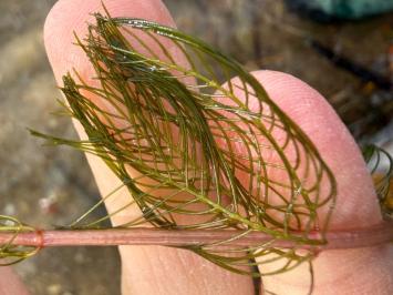 <i>Myriophyllum spicatum</i>