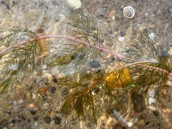 <i>Myriophyllum spicatum</i>