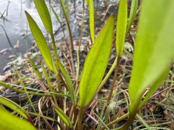 <i>Alisma lanceolatum</i>