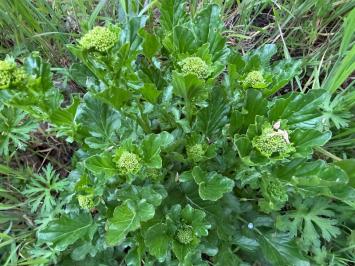 <i>Barbarea vulgaris</i>
