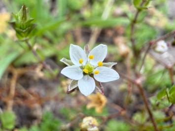 <i>Spergula arvensis</i>