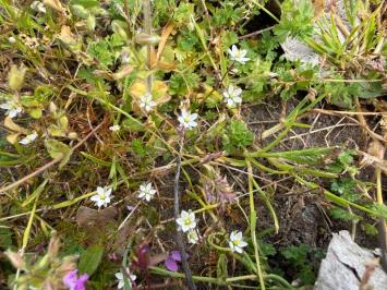 <i>Spergula arvensis</i>
