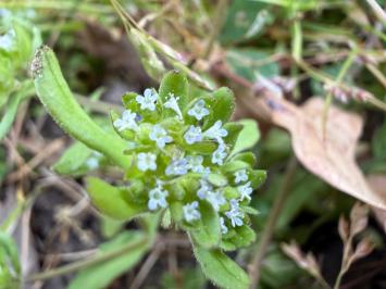 <i>Valerianella locusta</i>