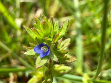<i>Veronica arvensis</i>