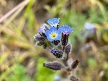 <i>Myosotis ramosissima</i>