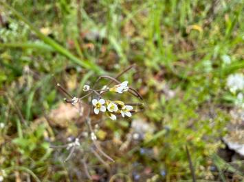 <i>Arabidopsis thaliana</i>
