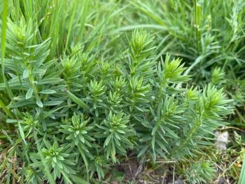 <i>Linaria vulgaris</i>