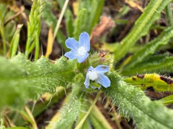 <i>Lycopsis arvensis</i>