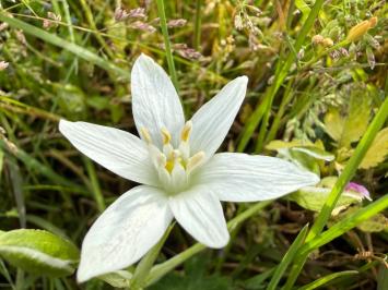 <i>Ornithogalum divergens</i>